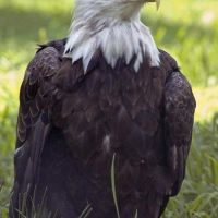Bald Eagle, Хантерсвилл