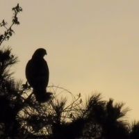 Red Shouldered Hawk Silhouette, Хантерсвилл