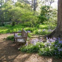 Spring at Coker Arboretum, Чапел-Хилл
