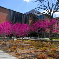 Red Buds Blooming at The Global Center in UNC-CH, Чапел-Хилл
