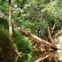 Fallen tree across Pocket Creek (tributary to the Deep River), Эллерб