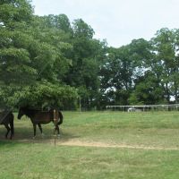 Western Kentucky horses, Аламо
