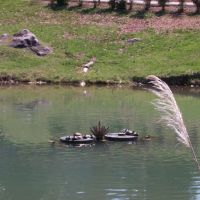 turtles in pond, Алкоа