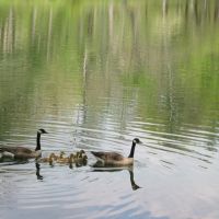 "Family outing" at Cumberland Mountain State Park, Crossville TN, Бакстер