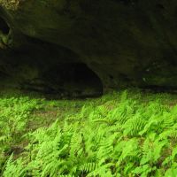 Ferns at Hazard Cave, Бакстер