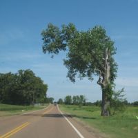 Interesting tree on George Gracey highway, Гадсден