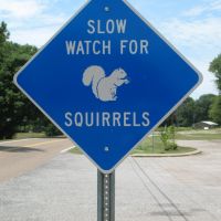 Watch for White Squirrels, Кентон