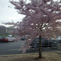 pretty pink tree, Кросс Плаинс