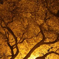 Tree at Night, Мемфис