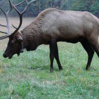 Laughing Elk, Cataloochee Valley - September © All Rights Reserved, Миддл Валли