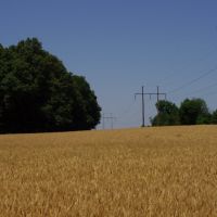 Carroll Co., TN wheat, Милан