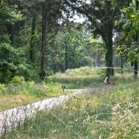 Old Fort Trail and deer, Мурфрисборо