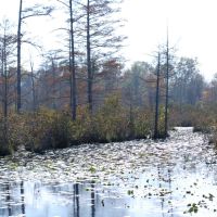 Clover Creek Swamps Near Teague Rd, Тун