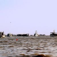 Many Oyster Luggers Dredging for Oysters to Transplant, Алдайн