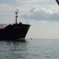 Houston Ship Channel - ship with bow riding dolphins 20090815, Бакхольтс