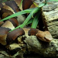 Snake House @ Gladys Porter Zoo, Браунсвилл