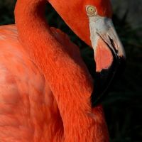 Flamingo @ Gladys Porter Zoo, Браунсвилл