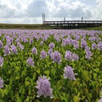 water hyacinths, Бренхам