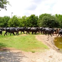 Cattle Crossing Statues Dallas Texas / Olympus C5000 / Panorama Factory, Даллас