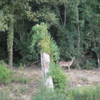 Deer in the Park, Киллин