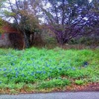 Spring in TX=Bluebonnets, Кирби