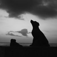 Dog and Foot in sunrise, Корпус-Кристи