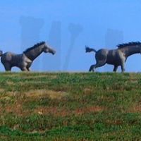 MacKenzie Park Horses, Лаббок
