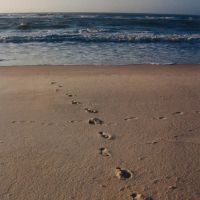 Footsteps in the Sand - 2004, Одем
