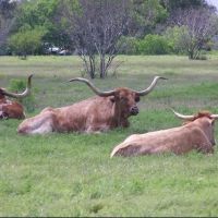 Texas Longhorn Cattle, King Ranch, Texas, Одем