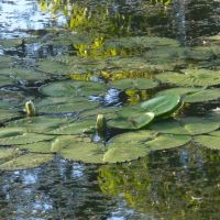 Water lilies, Brackenridge Park San Antonio River Texas, Олмос-Парк