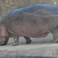 Hippo on the Dry, Олмос-Парк
