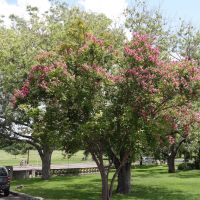 Blossom Trees, Олмос-Парк