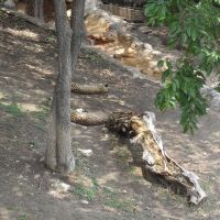 San Antonio Zoo,Tx, Олмос-Парк