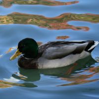 Floating Duck, Пирленд