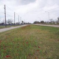 LBJ Wildflower Project - Phlox - East Orem Drive - Houston, Tx, Пирленд