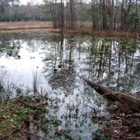 Pond at the Houston Arboretum and Nature Center, Эль-Кампо