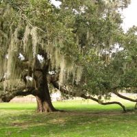 Live Oak & Spanish Moss in Brazos Bend State Park, Эль-Кампо
