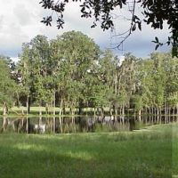 cypress pond, Saturn road, Hernando County, Florida (9-4-2002), Азали-Парк