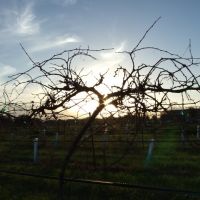 Through the Vines, Айвес-Эстейтс