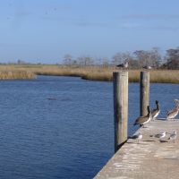 birds on dock of Scipio Creek, historic Apalachicola Florida (11-27-2011), Апалачикола