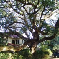 massive Live Oak tree, historic Apalachicola Florida (11-26-2011), Апалачикола