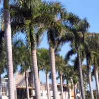 Palm Trees, Бал-Харбор