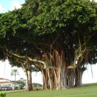 BIG TREE IN INDIAN CREEK ISLAND, Бал-Харбор
