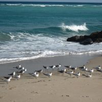 Seagulls  on the beach, Бойнтон-Бич