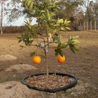2 Oranges and a gopher mound, Браунс-Виллидж
