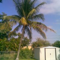 Coconut Palm, Бродвью-Парк