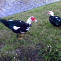 jurassic ducks, Вамо