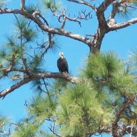 Bald Eagle, Вествью