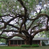 massive Live Oak tree, Gainesville Fla (4-15-2012), Гайнесвилл