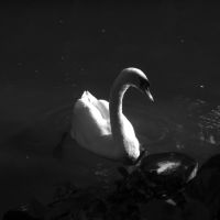 Swan @ Palm Beach Zoo, Глен-Ридж